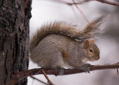 squirrel on a branch